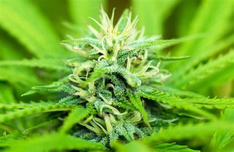 cannabis hermie flower